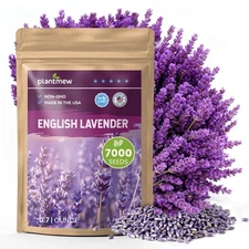 English Lavender Seeds for Planting Outdoors or Indoors, 7000+ Heirloom Non-G...
