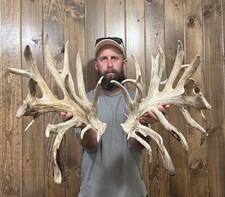 Massive Mega Drops 321 Whitetail Shed 43pt Antler Horn Deer Mount Taxidermy