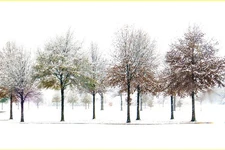 Snowy Trees In Winter White Sky Artistic Landscape Photo Poster 36x24