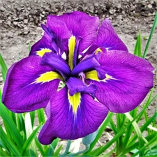 Easy to Grow Japanese Iris Royal Robes 1 Plant Division, Spring Zones 4-9