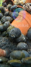 1/3/5/10/20/30X BLACK HORN NERITE SNAIL freshwater live We combine shipping 