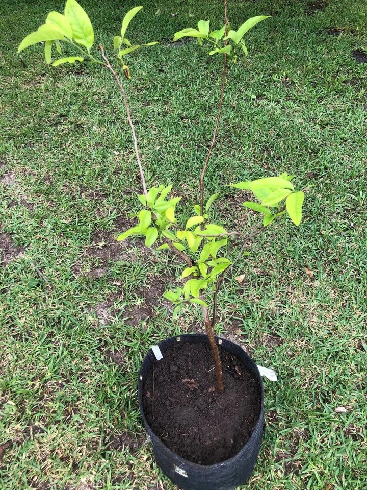 Tropical Sugar Apple Tree Live Plant 1-2 feet | 5-10 gallon potted plant |  - Image 4 of 4