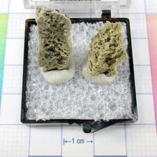 17490 TN Calcite v Glendonite Pyramid Lake Washoe County Nevada USA 64201