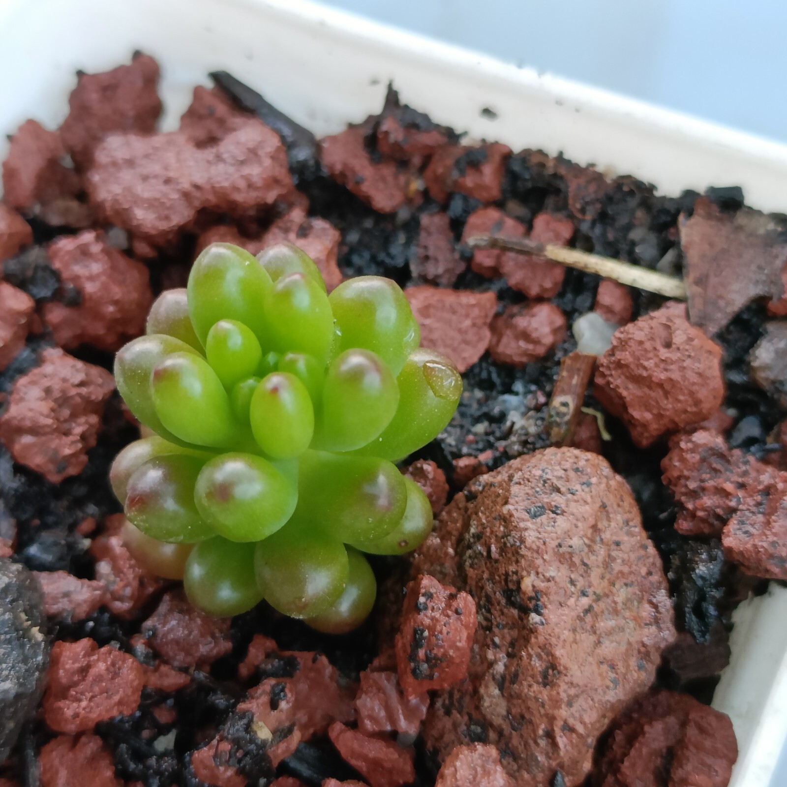 Picture 2 of 5