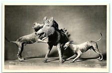 S04-2839, NAPOLI, MUSEO NAZIONALE, CINGHIALE ASSALITO DA DUE CANI, VINTAGE RPPC