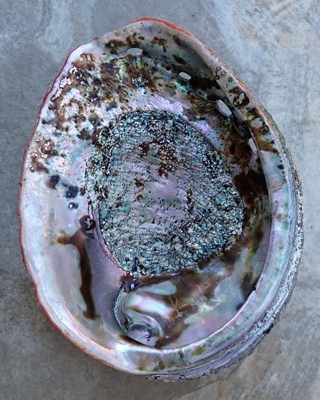 LARGE RED ABALONE MOTHER OF PEARL SEASHELL FOR DECORATIONS JEWELRY OR SMUDGING
