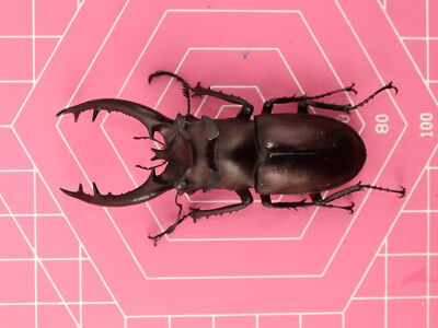 Lucanus formosanus Male 69mm...!!!