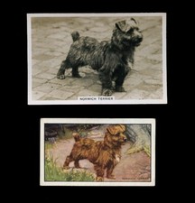 NORFOLK / NORWICH TERRIER DOG VINTAGE CIGARETTE CARDS - x 2 all original