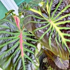 Colocasia Bulb Itim Kati New Hybrid Tuber (Includes All Import Duties And Taxes)