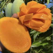 Malika Dwarf Cold Hardy MANGO TREE GRAFTED 2-4 Ft Tall.Ship