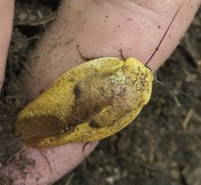 Roach Yellow Porcelain Gyna lurida 10ct MIX SIZE