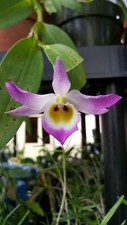 Dendrobium findlayanum v. oculatum, Species rare orchids plant ,Fragrant