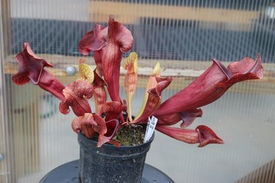 Sarracenia rosea x S. 'Doreens Colossus', Large Exact Plant, 2+ Growth Points