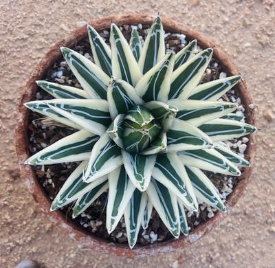 Agave White Rhino - Specimen (Agave Victoriae Reginae )  'Albomarginata'