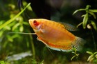 4-Pack Gold Gourami Live Fish Freshwater Peaceful Community Aquarium