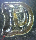 1956-D Uncirculated Lincoln Wheat Cent Error - Re-Punched Mintmark RPM  (E2220)