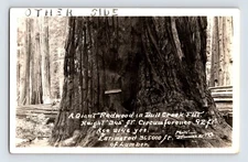 Postcard RPPC California Redwood Highway General Sherman Tree 1930s Unposted