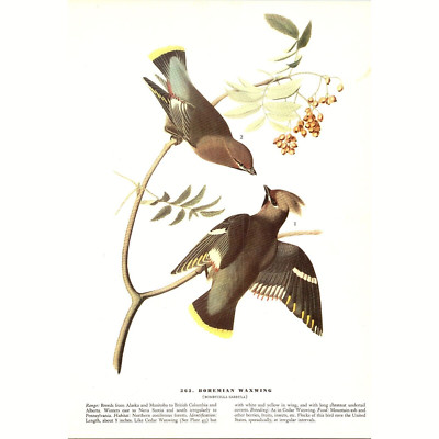 Bohemian Waxwing - 1941 Audubon ''Birds of America''  Original Color Bird Print
