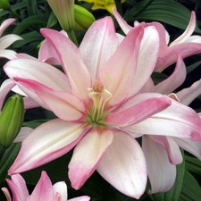 PICK YOUR LILY - CHOOSE FROM 38 DIFFERENT VARIETIES!!! EASY