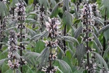 Motherwort 100 seeds – Leonorus Cardiaca Medicinal & Pollinator-Friendly