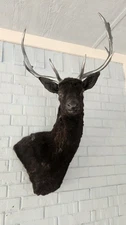 Gothic Black Fallow Deer Taxidermy Mount – Dyed & Silver Antlers Wall Art