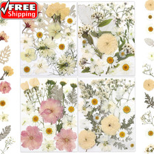 80 Pcs Dried Flowers for Crafts, Real Natural Dried Pressed Flowers in Soft Yell