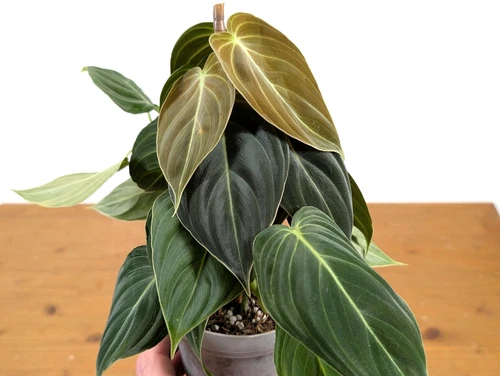 Philodendron Melanochrysum 'Black Gold' Live Houseplant