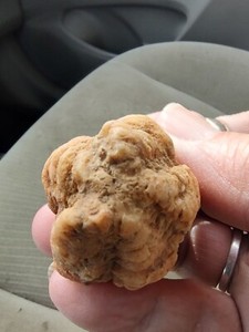 Fossilized crinoid calyx from southern Indiana