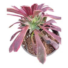 Aeonium Wedding Dress Succulent Plant