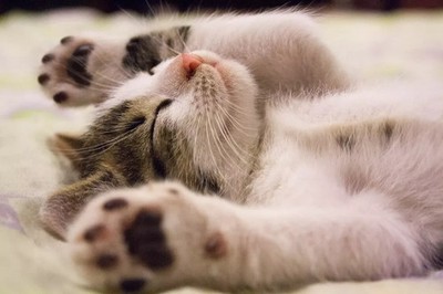 Digital Image Picture Photo Pic Wallpaper Cute Sleeping Cat Kitten Cat