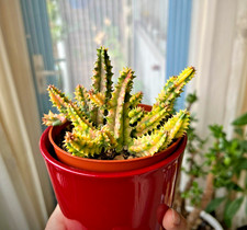 cactus Huernia Zebrina Variegata, Vaso 9.  BIG plant, pianta grassa Stapelia.