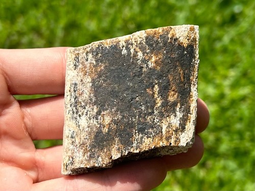 Rare Fossil Titanothere Rib Oligocene Mammal Chadron Nebraska Brontothere Mammal - Picture 6 of 11