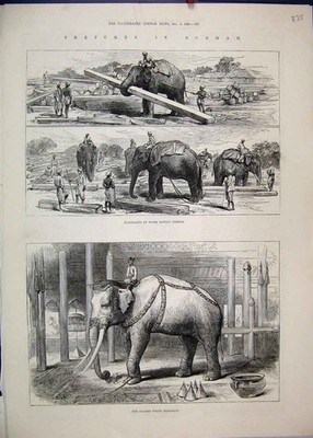 Original alter antiker Druck 1885 Burma Elefanten Arbeit Holz sakral weiß Skizze