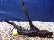 Medium Driftwood 13"x17"x07" Aquarium Terrarium Reptile Natural Art