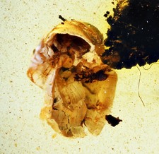 Scarce Gastropoda Land Snail , in Burmese Amber