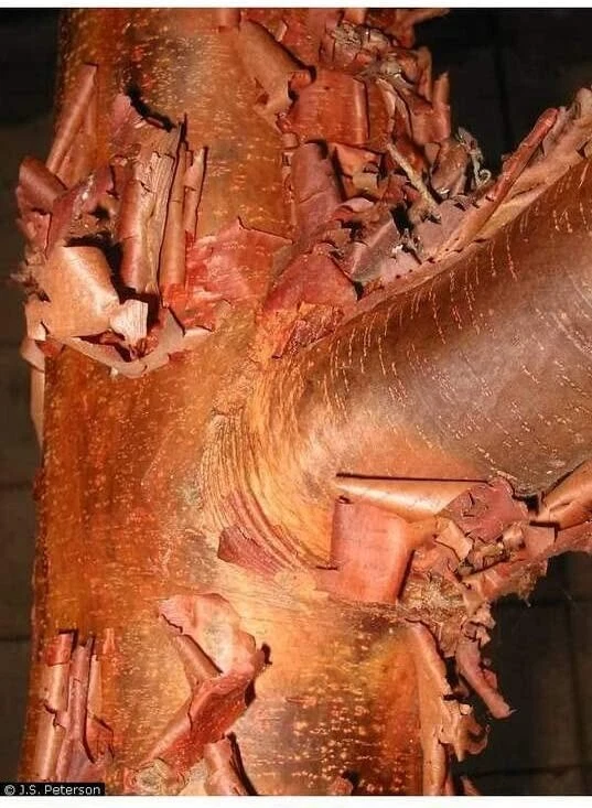 Paperbark Maple Tree Seeds for Planting Stunning Peeling Cinnamon Colored Bark - Image 2 of 4