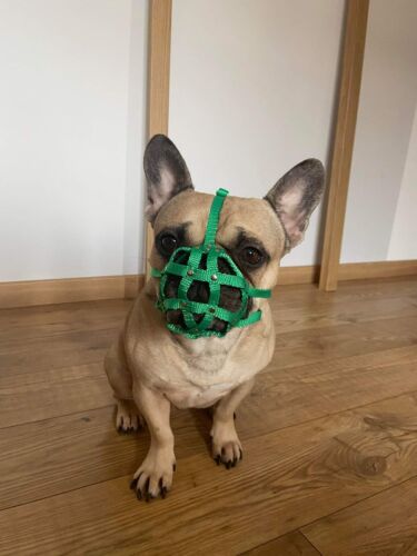 Dog Muzzle for French Bulldog "Frenchies" | Strong nylon | Fits similar snouts - Picture 17 of 18