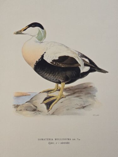 Antique Bird Print - 1920 Scandinavian Chromolithograph - Common Eider Sea Duck