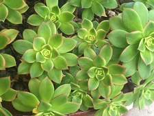 2 Cuttings 3"-5" KIWI Succulents Cactus Rose Plants Aeonium Haworthii Rosettes 