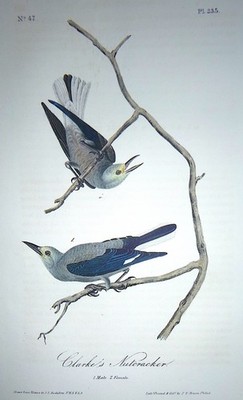 Audubon 1st ed Octavo    CLARKE'S NUTCRACKER    Birds of America  1840  original