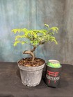 Twisted Tamarind Pre-Bonsai Tree! Great for Shohin!