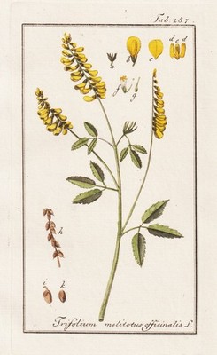 Melilotus officinalis Steinklee yellow clover Botanik engraving Kupferstich 1790