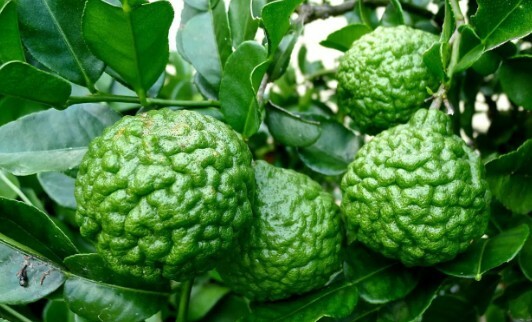 Organic Kaffir Lime Tree, Citrus Hystrix, Makrut, Live