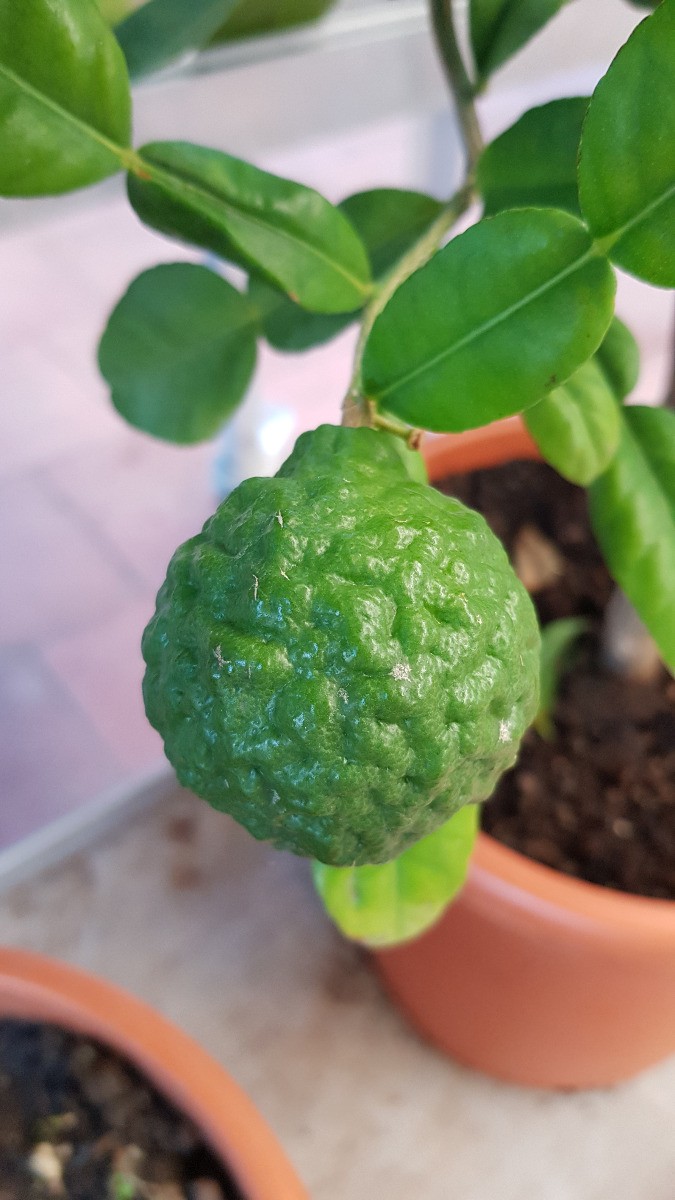 Combava Citrus hystrix greffé sur Volkameriana en conteneur de 5L