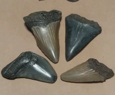 Megalodon and Hastalis 1-1.5" Fossil Shark Teeth - Lot of 4 - Southeastern US