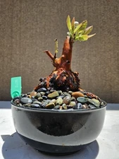 Old Marina Strawberry Bonsai Tree ( Fruit tree  ) ,,,, sale 