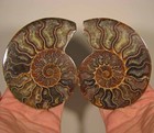 5.1" AMMONITE Fossil Split Polished Pair - Madagascar — photo 1