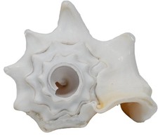 Small Bahama Conch Shell Horn Milk Conch - 5-6 inch White