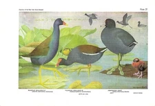 1936 Vintage FUERTES BIRDS #27 "PURPLE GALLINULE, COOT" Color Plate Lithograph