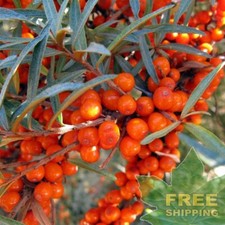 SEA BUCKTHORN Hippophae Rhamnoides - 30 SEEDS. FREE S H
